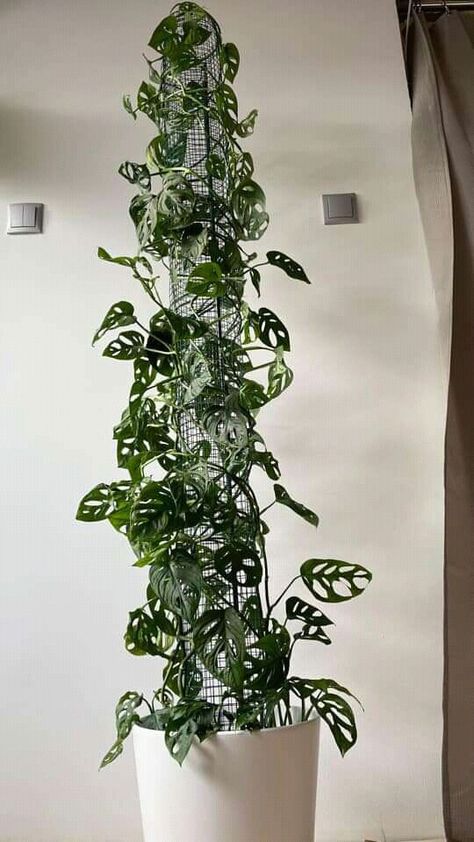 Monstera Trellis, Hanging Plant Ideas, Houseplant Ideas, Small House Garden, Indoor Plant Wall, Trellis Ideas, Herb Garden Design, Hanging Plant Wall, Diy Shades