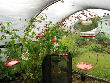 Butterfly Hatching, Poconos Pennsylvania, Raising Monarch Butterflies, Butterfly Sanctuary, Raising Butterflies, Butterfly Farm, Magical Butterfly, Summer Moodboard, Butterfly Habitat