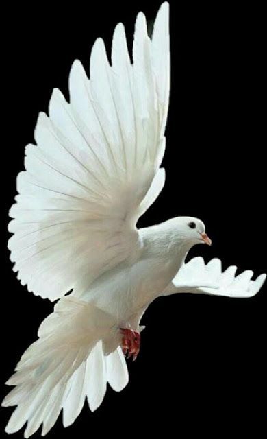 50 Ideas De Fotos De Palomas | Fotos De Palomas, Paloma De Dove In Flight, Dove Flying, Dove Images, Vogel Tattoo, Dove Tattoos, Dove Pictures, Bird Flying, Background Images For Editing, New Background Images