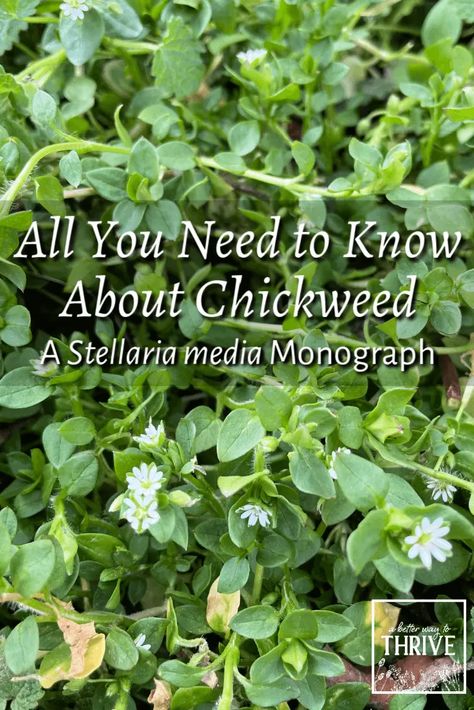 Chickweed Benefits, Medicinal Herbs Remedies, Homemade Medicine, Medicinal Weeds, Medicinal Wild Plants, Herbal Medicine Recipes, Medicinal Herbs Garden, Harvesting Herbs, Herbal Tinctures