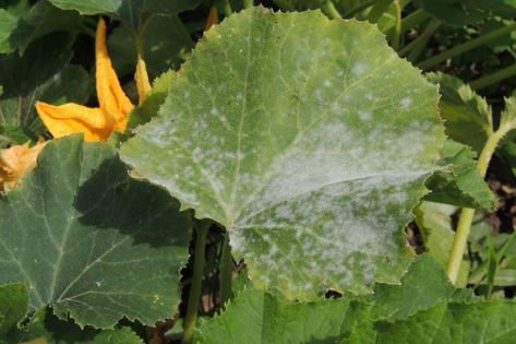 White Spots on Squash Leaves - Not Always Fatal - Garden.eco Squash Leaves, Asian Plants, Leaves Name, Yellow Zucchini, Zucchini Plants, Squash Plant, Cast Iron Plant, White Leaf, Yellow Leaves