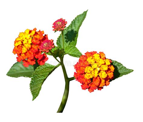 Lantana. Red yellow lantana flowers isolated on white #Sponsored , #ad, #Ad, #Red, #isolated, #white, #yellow Lantana Tattoo, Yellow Lantana, Lantana Flower, Lantana Plant, Lantana Camara, Tattoo Floral, Mommy Tattoos, White Image, Tattoo Inspo