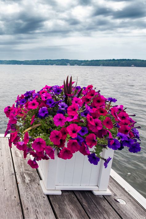 Plant Hanging Ideas, Petunia Planter, Petunia Hanging Baskets, Petunia Care, Wave Petunias, Petunia Plant, Petunia Flower, Plant Hanging, Potted Plants Outdoor