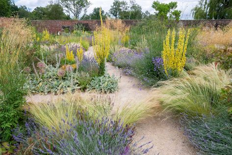 How to plant a gravel garden | House & Garden Gravel Bed Landscaping, Festuca Glauca Intense Blue, Socal Garden, Gravel Garden Ideas, Cabin Landscape, Hornbeam Hedge, Mushroom Compost, Beth Chatto, Texas Landscape