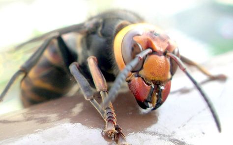 A big bottle of nope. These insects are sick and wrong. Stay away forever, no thank you. Japanese Hornet, Japanese Giant Hornet, Giant Salamander, Close Up Faces, Bees And Wasps, Cool Bugs, Creepy Crawlies, Arachnids, Bugs And Insects