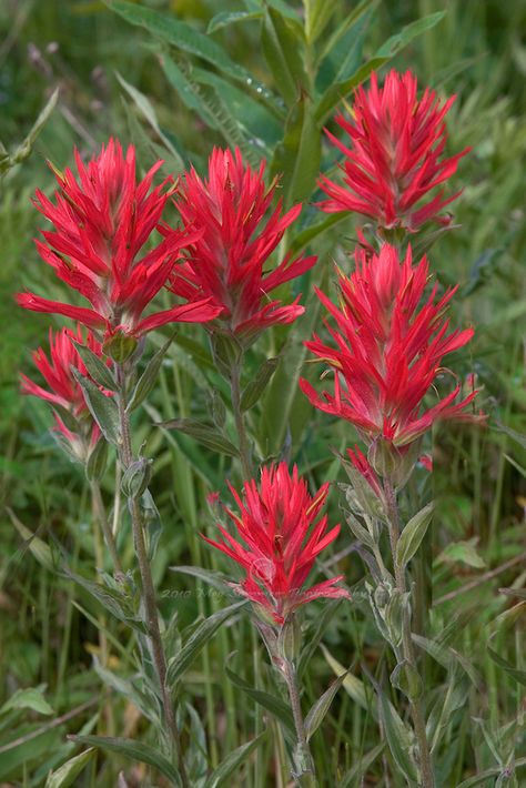 Colorado Native Flowers, Indian Paintbrush Flowers, Tattoo Indian, Prairie Fire, Colorado Wildflowers, Texas Landscape, Native Plant Gardening, Indian Paintbrush, Landscape Tattoo