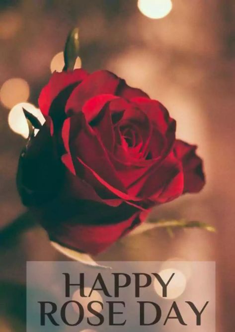 Dushera Wishes, Happy Rose Day Images, Propose Day Photo, Happy Rose Day Wallpaper, Wallpaper Backgrounds Free, Rose Day Pic, Rose Day Wallpaper, Rose Day Shayari, Happy Makar Sankranti Images