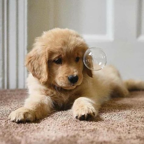 Golden Retriever Photoshoot, Puppy Photoshoot, Golden Retriever Puppies, Golden Family, Golden Puppy, Retriever Puppies, Best Puppies, Pretty Dogs, Puppy Lover