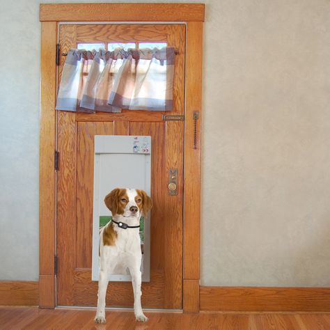 Automatic Dog Door, Doggy Door, Pet Doors, Isle Of Dogs, Pet Door, Cat Door, Dog Door, Door Makeover, Door Ideas