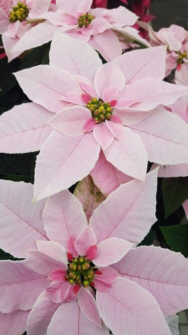 Poisentia Flower, Pointsetta Flower, Pink Poinsettia, Hollyhocks Flowers, Christmas Plants, Pot Cover, Poinsettia Flower, Christmas Rose, Fruit Plants