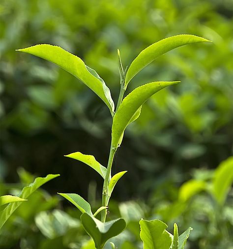 Tea plant – Camellia sinensis — Science Learning Hub Tea Leaves Illustration, Granola Life, Matcha Green Tea Latte, Green Tea Leaves, Natural Tea, Science Learning, Tea Plant, Green Tea Latte, Leaf Photography