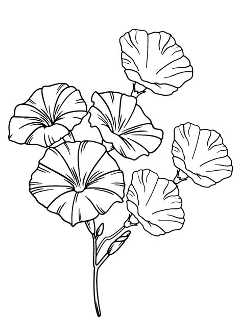 Morning Glory Printable Coloring Page Morning Glory Black And White, Morning Glory Outline, Morning Glory Line Drawing, Morning Glory Flowers Drawing, Morning Glory Drawing, Morning Glory Tattoo, Morning Glory Design, Rose Coloring Pages, Wall Murals Diy