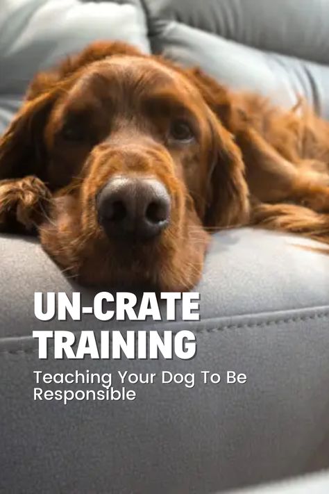 Discover the 6 steps to successfully un-crate train your dog and allow them to roam responsibly around your home! Learn how to transition from crate training to free roaming without any mishaps. Find out when to begin un-crate training and what signs to look for in your dog's readiness. Gain valuable tips to monitor your dog's behavior and gradually increase their freedom. Build their confidence, improve their behavior, and create a harmonious home environment. Crate Training Older Dog, Dog Crate Training, Small Mixed Breed Dogs, Crate Training Dog, Crate Train, Chaotic Energy, Dog Training Books, Puppy Proofing, Be Responsible