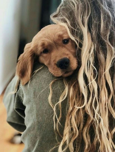 golden dog retriever cute goodboy Dog Mom Photoshoot, Puppy Photoshoot Ideas, Puppy Photo Ideas, Puppy Photo Shoot, Dog Family Pictures, Pet Photography Poses, Family Dog Photos, Dog Photoshoot Pet Photography, Dog And Me