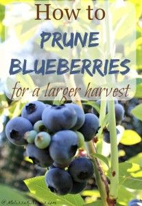 Want a larger harvest of blueberries? Learn how to prune blueberry plants for a larger harvest. Great step by step tutorial, plus love her tips for what to add to the soil. If you want to put in blueberries or already have them, you need to read this tutorial now. Blueberries Growing, Pruning Blueberry Bushes, Blueberry Gardening, Growing Blueberries, Blueberry Plant, Blueberry Bushes, Organic Vegetable Garden, Have Inspiration, Growing Fruit