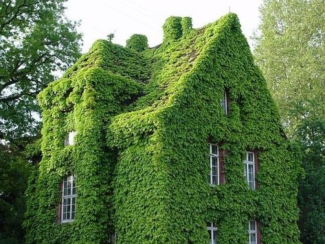 Slow-growing mini cultivars can revert to fast-growing English ivy. Green Building Design, Boston Ivy, Ficus Pumila, Ivy House, Green Ivy, Vertical Gardens, Climbing Plants, Green Roof, Green Building