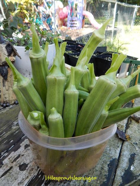 How to Grow Okra Vegetable Garden Planting Guide, Grow Okra, Growing Okra, How To Cook Okra, Gardening Tattoo, Okra Plant, Garlic Flower, Harvesting Garlic, Preschool Garden