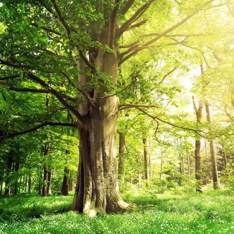 Beech Tree Leaves, European Beach, Short Trees, Beach Tree, Beech Trees, Beech Tree, Deciduous Trees, Tree Leaves, Birch Tree