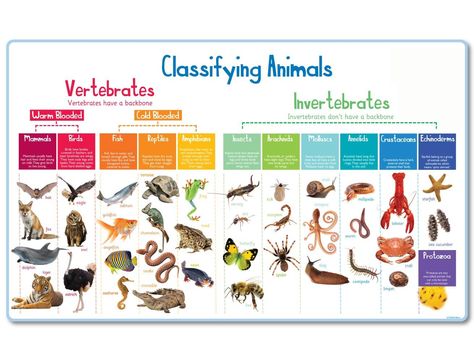 This brand new outdoor learning resource is bright, colourful and lavishly illustrated, and helps children understand the classification of animals and living things.Straightforward definitions combine with a simple layout to cover the key groups of vertebrates and invertebrates. Graphic includes a brief definition of each class.Supplied on outdoor quality 5mm plastic panel and pre-drilled ready for installation. Fully waterproof, weather and fade resistant graphic.Available in 3 sizes Animal Classification For Kids, Animal Classification Activity, Animal Classification Worksheet, Classification Of Animals, Classifying Animals, Vertebrates And Invertebrates, Animal Classification, Simple Layout, Animal Mural