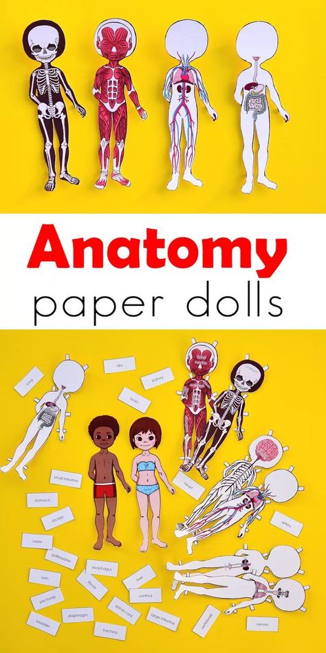 Human Body Layers, The Human Body Anatomy, Human Body Homeschool, Anatomy For Kids, Human Body Crafts, Human Body Printables, Human Body Unit Study, Human Body Worksheets, Human Body Projects