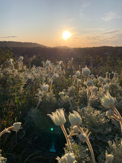 Flora And Fauna Aesthetic, Flora And Fauna Photography, Flannel Flower, Sunset Aesthetic, Flora Fauna, Flora And Fauna, Shopping Trip, Aesthetic Photography, Creative Art