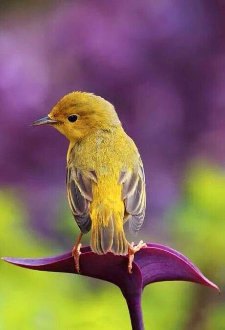 Animated Birds, Kinds Of Birds, Yellow Bird, Pretty Birds, Bird Photo, Colorful Birds, Cute Birds, Little Birds, Mellow Yellow