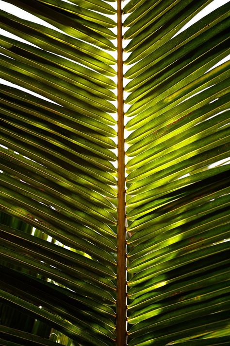 Coconut Leaves, Pattern Photography, Tree Textures, Palm Leaves Pattern, Healing Waters, Letter X, Leaf Texture, Mood And Tone, Composition Photography