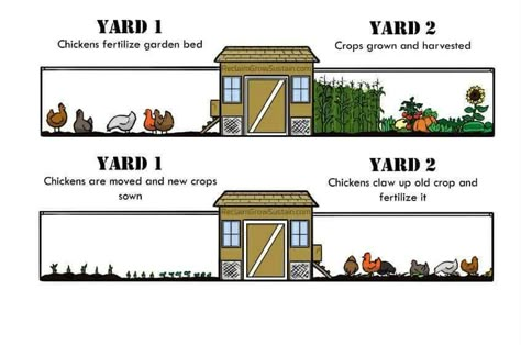 Chicken run ideas around the garden Urban Chicken Farming, Chicken Coop Garden, Portable Chicken Coop, Urban Chickens, Backyard Chicken Farming, Best Chicken Coop, Chicken Coop Designs, Chicken Garden, Coop Plans