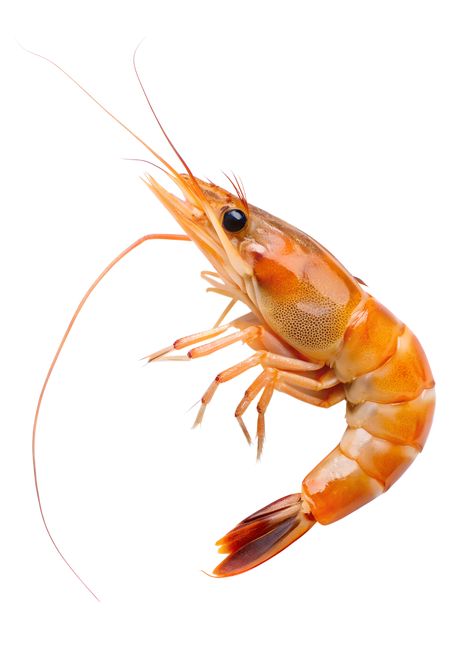 Shrimp Photography Ocean, Shrimp Reference, Shrimp Picture, Goldfish Photography, Crab Photo, Fish Photography, Tattoo Realism, Fish Png, Painting Studies