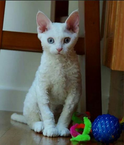 =^..^=  ●  Devon Rex Kitten Devon Rex Kittens, Rex Cat, Devon Rex, Gorgeous Cats, 4 Month Olds, Pretty Cats, Devon, Mammals, Cats And Kittens