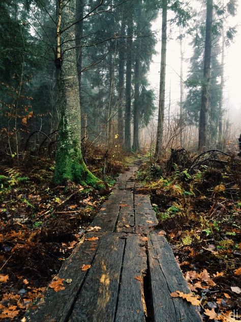 .... Wet Forest, Love By The Moon, Hot Cider, Living Room Color Schemes, Autumn Colors, True Beauty, Some People, Railroad Tracks, The Rain