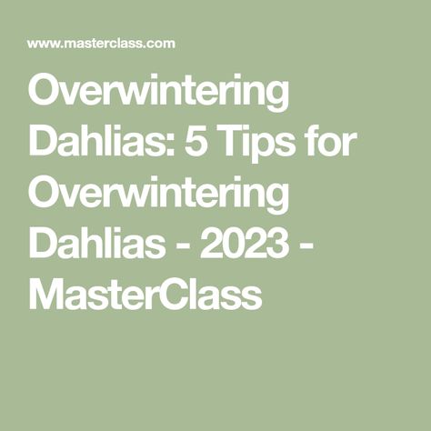 Overwintering Dahlias: 5 Tips for Overwintering Dahlias - 2023 - MasterClass Overwintering Dahlias, Dahlia Flowers, Overwintering, Dahlia Flower, Backyard Garden, Master Class, Dahlia, Plants, Flowers