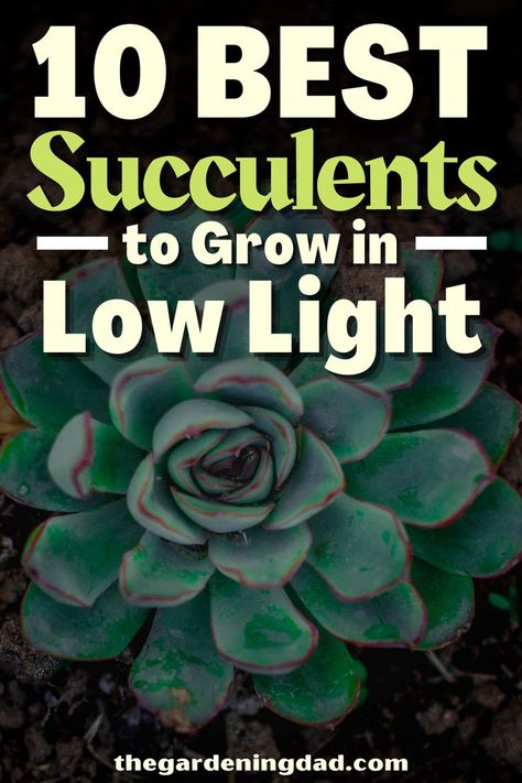 Are you looking for the best low-light succulents to grow? The Gardening Dad will give you a list and details about the best low-light succulents to grow so you don't have to do any research. #thegardeningdad #succulents #Garden Easy Plants To Grow Indoors Low Lights, Grow Lights For Succulents, Low Light Succulents, Jade Plant Care, Succulent Outdoor, Succulent Garden Landscape, Succulent Display, Succulent Garden Indoor, Plant Tips