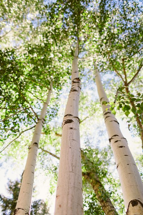 peaceful trees 자작나무 그림, Summer Cottage, Silver Birch, Tall Trees, Anne Of Green Gables, Beautiful Tree, Helsinki, Arbor, Nature Beauty