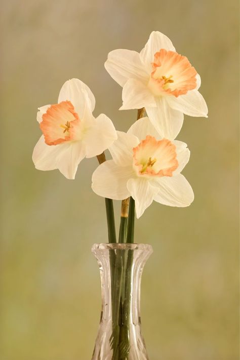 Floral still life of three white daffodils in a crystal vase isolated on a neutral toned background. Daffodil Photography, Still Life Fine Art, White Daffodils, Easy Paper Flowers, Floral Still Life, Daffodil Flower, Origami Flowers, Painting Still Life, Paper Flowers Diy