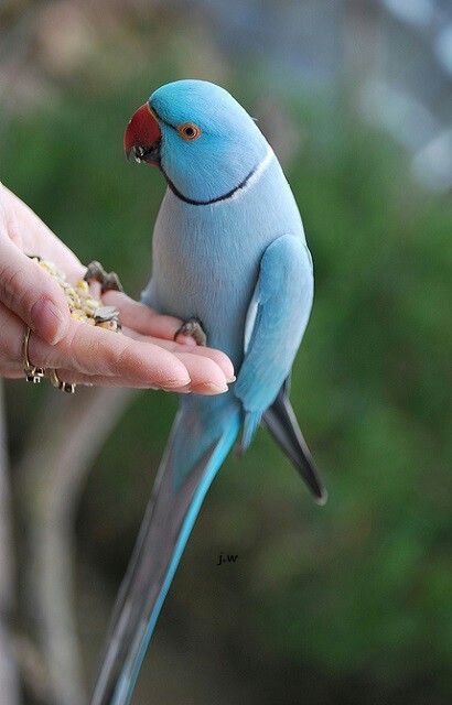 Blue Indian Ringneck, Indian Ring Neck Parrot, Ring Neck Parrot, Indian Ring Neck, Ring Necked Parakeet, Indian Ringneck, Indian Ring, Ring Neck, Parakeets