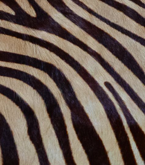 Brown-beige Zebra Hide, Black White Hair, Zebra Wallpaper, Hair Print, Beige Hair, Cowhide Print, Makeup List, Zebras Animal, Pattern Inspiration