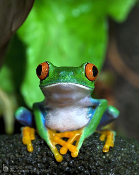 Red Eyed Tree Frog Hey there, Susan from Camp Black Rock near Dallas, Oregon We just listed our property on @Hipcamp for camping. In addition to building our farm from the ground up, we’re looking forward to hosting campers. Close to swimming holes, mountain bike trails and fishing!  Sign up for Hipcamp via this link and get $20-off your trip to stay with us :) https://www.hipcamp.com/signup?rc=QFJITXRZ&rs=3&rk=0 Tree Frog Tattoos, Red Eyed Tree Frog, Frog Pictures, Rainforest Animals, Frog Tattoos, Cut Animals, Tropical Tree, Pura Vida Bracelets, Funny Frogs