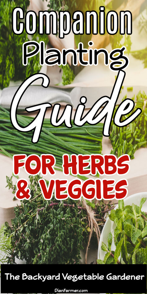 Companion Planting Guide with Herbs: Grow Smarter, Not Harder  https://dianfarmer.com/companion-planting-guide-with-herbs-grow-smarter-not-harder/ #gardentips #pottedgarden #containergardening #gardeningismytherapy #veggiegarden #gardenlife #gardensofinstagram #growwhatyoueat #mygarden #plants #nature #veggies #growyourown #vegetablegarden #greenthumb Herb And Veggie Garden, Gardening Planting Guide, Vegetables Companion Planting, Planting Herbs From Seeds, Companion Vegetable Garden Layout, Veggie Companion Planting, Companion Herbs Planting, How To Plant A Garden, Companion Gardening Chart