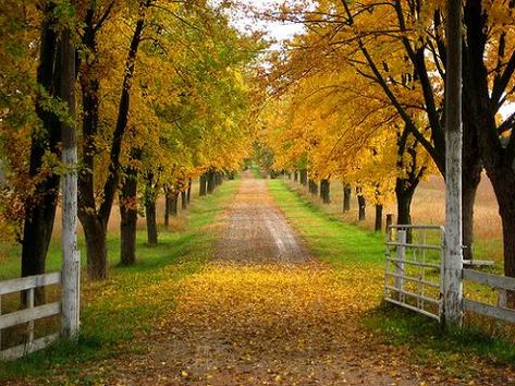 love the long driveway, lined with trees! Landscape Entrance, Driveway Landscape, Yard Trees, Lined Driveway, Cobblestone Driveway, Tree Lined Driveway, Tree Tunnel, Driveway Entrance, Long Driveways