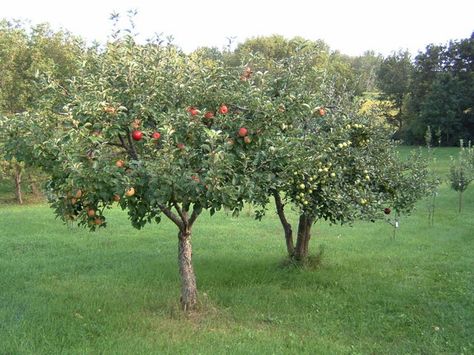 fruiting trees Apple Tree Garden Design, Fruit Trees Garden Design, Fruit Trees Backyard, Fruit Tree Garden, Orchard Design, Orchard Garden, Fruit Garden, Flowers Wallpaper, Garden Trees