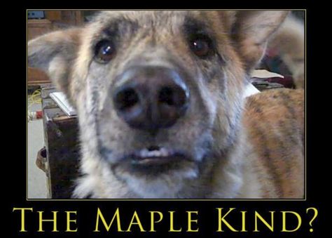 I love this dog. "The maple kind" Talking Dog Video, Funny Talking Dog, Cats Dancing, Doge Dog, Talking Dog, Talking Animals, Funny Dog Videos, Funny Cat Videos, Dog Gifs