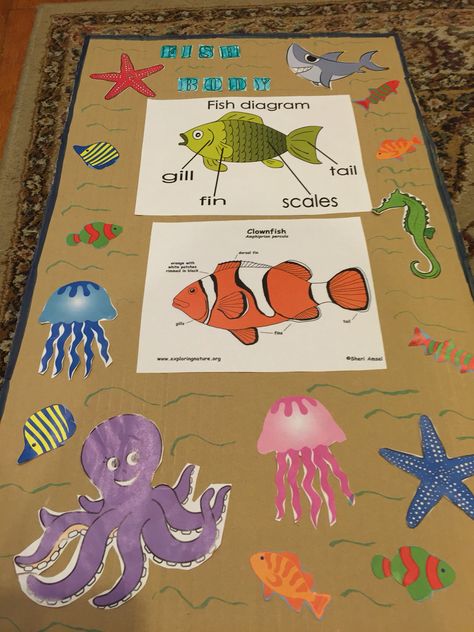 Fish Science, Fish Provocation, Parts Of A Fish Preschool, Fish Philosophy Activities, Sea Animal Provocation, Slippery Fish, Fish Anatomy, Body Parts For Kids, Fish Chart