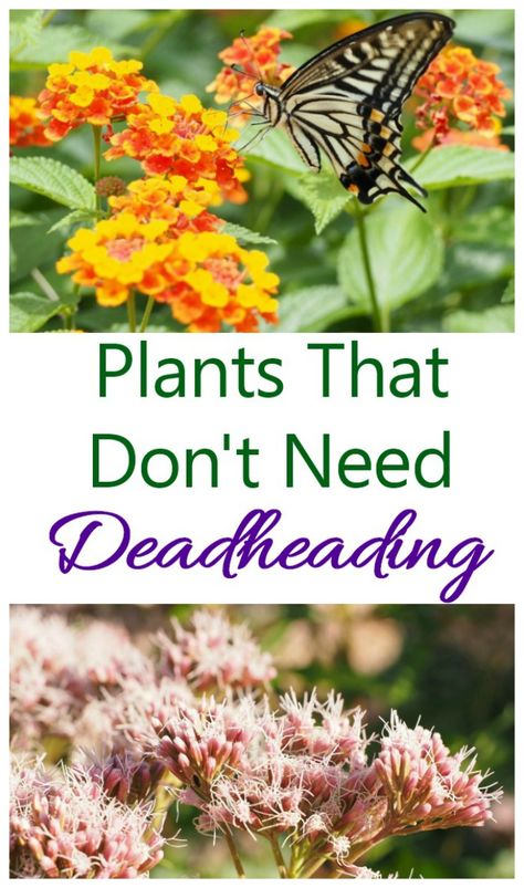 Garden Filler Plants, Deadheading Flowers, Pleasure Garden, Garden Board, Organic Gardening Pest Control, Garden Remedies, Gardening Diy, Growing Pains, Container Gardening Flowers