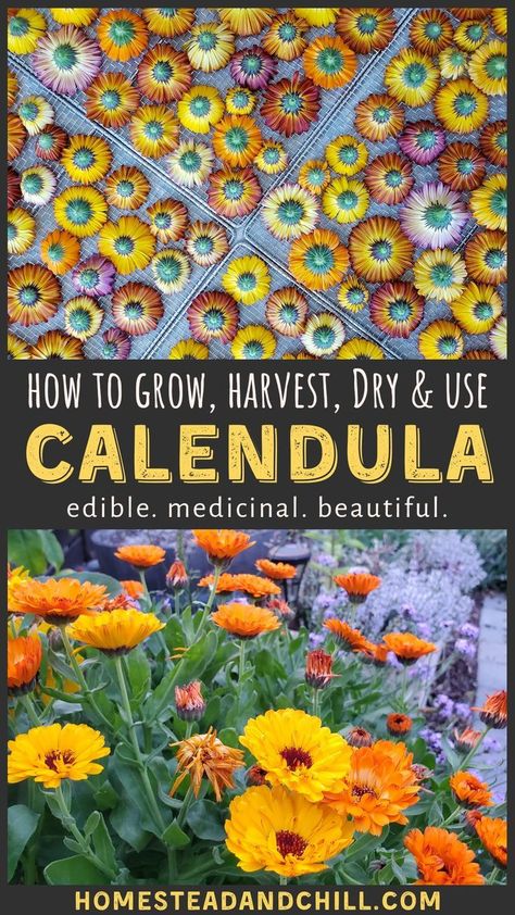 Herb Garden Screened Porch, Calendula Flowers, Medicinal Herbs Garden, Homemade Tea, Calendula Flower, Herbal Recipes, Herbal Healing, Herbs For Health, Wild Plants