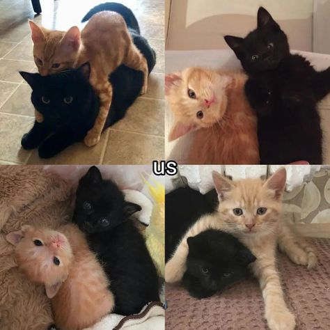 Tag the black cat to your orange cat. ♡ follow @jeonrencia for more! 🧋 ✧₊˚. Orange And Black Cats Aesthetic, Ginger Cat X Black Cat, Black Cat With Orange Cat, Black Cat And Orange Cat Couple Dynamic, Orange And Black Cat Matching Pfp, Orange And Black Cat Duo, Black And Orange Cat Duo, Black Cat X Orange Cat, Ginger And Black Cat