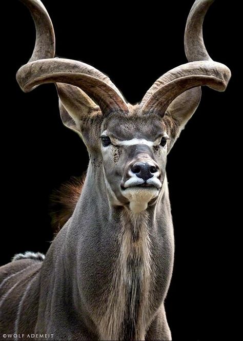 Greater Kudu Regard Animal, African Antelope, Animal Illustration Art, Wild Animals Pictures, Wild Kingdom, African Wildlife, Wild Dogs, African Animals, Cebu