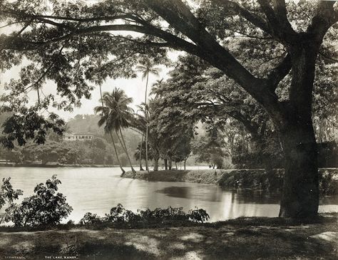 17 Extremely Rare Photos Capture Everyday Life of Ceylon (Sri Lanka) in the 1880s ~ Vintage Everyday History Of Sri Lanka, Spice Island, Ceylon Sri Lanka, Rare Historical Photos, Kandy, South Asia, Rare Photos, Indian Ocean, Historical Photos