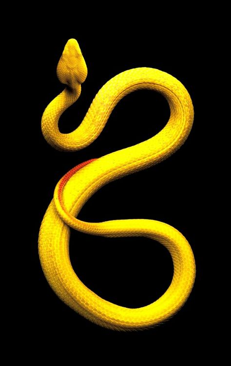 Serpent Snake, Colorful Snakes, Pretty Snakes, White Lips, Pit Viper, Snake Venom, Cute Reptiles, Cute Snake, Reptile Snakes