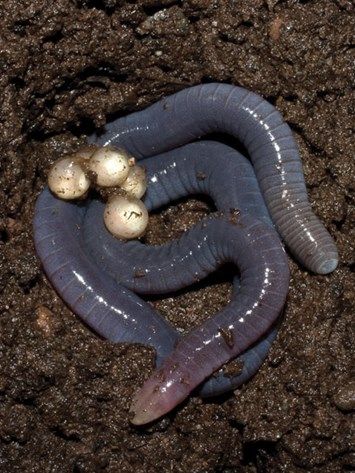 Caecilian Mother With Eggs 10 05 2014 Queen Ant, Growth And Decay, Cool Bugs, Animal Bones, Unusual Animals, Creepy Crawlies, Beautiful Dark Art, Frog And Toad, Bugs And Insects